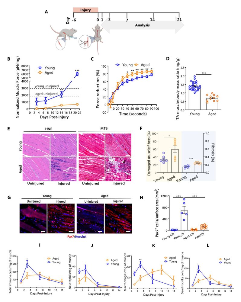 Anti-inflammatory therapy enables robot-actuated regeneration of aged muscle Figure 1
