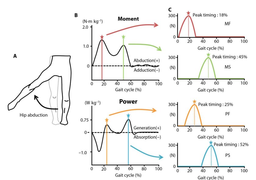 Effect of hip abduction assistance on metabolic cost and balance during human walking Figure 1