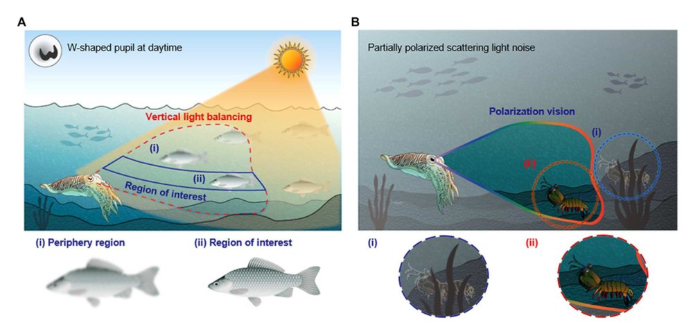 Cuttlefish eye–inspired artificial vision for high-quality imaging under uneven illumination conditions Figure 1