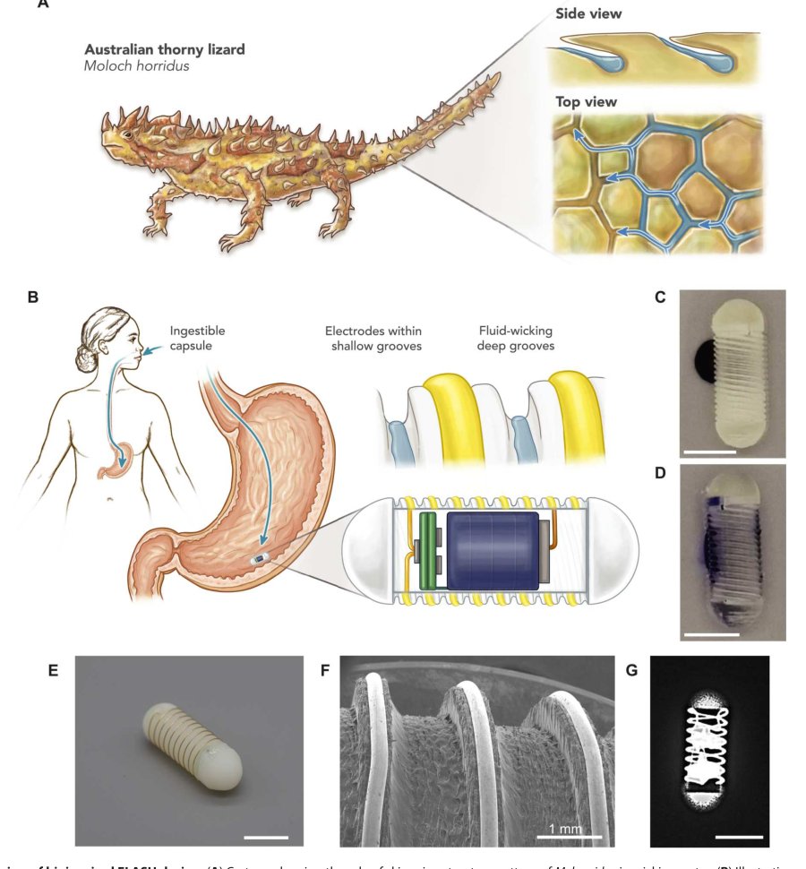 Bioinspired, ingestible electroceutical capsules for hunger-regulating hormone modulation Figure 1