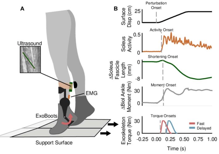 Exoskeletons need to react faster than physiological responses to improve standing balance Figure 1
