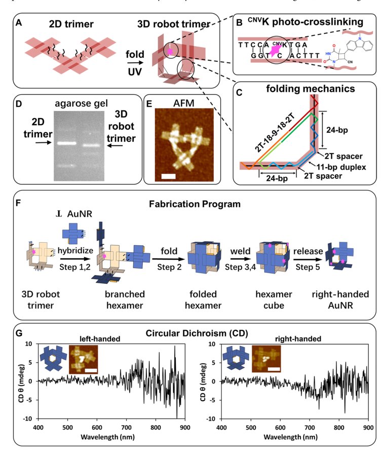 Toward three-dimensional DNA industrial nanorobots Figure 1