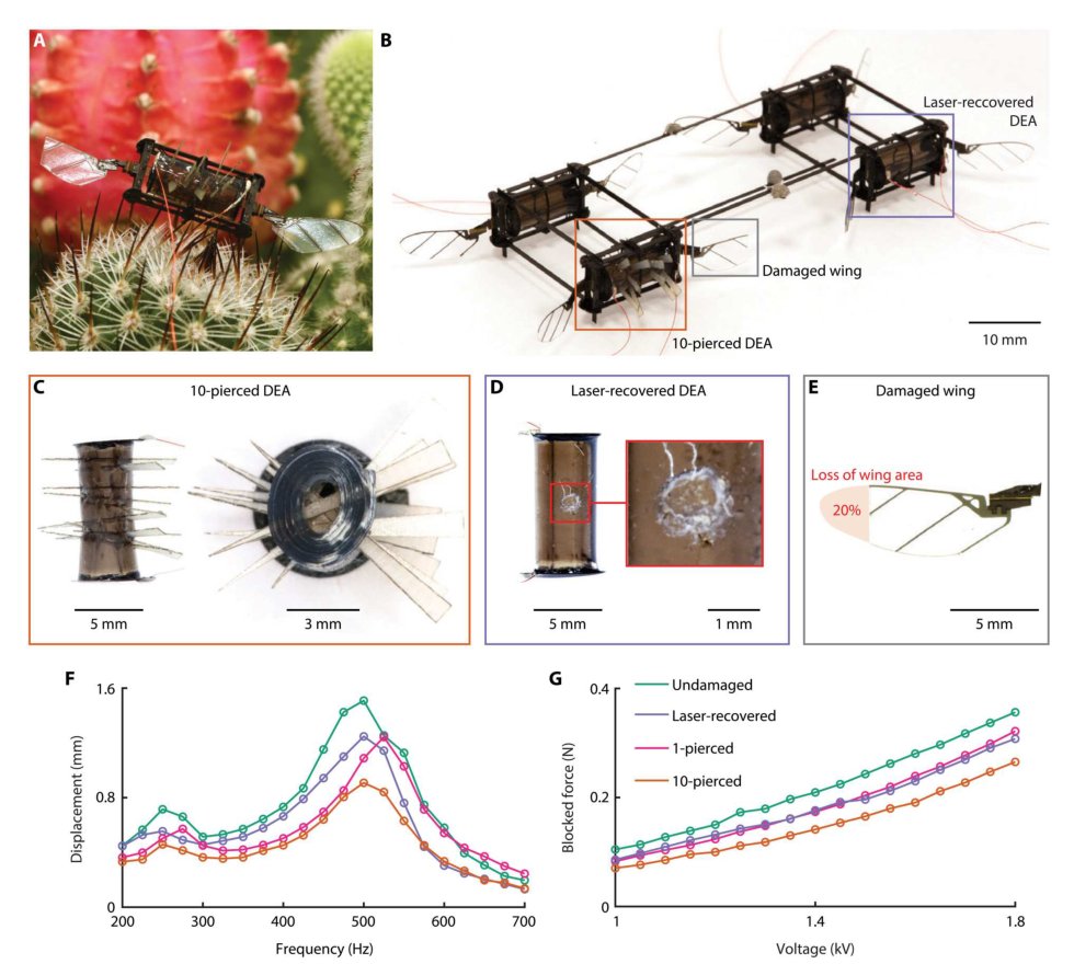 Laser-assisted failure recovery for dielectric elastomer actuators in aerial robots Figure 1