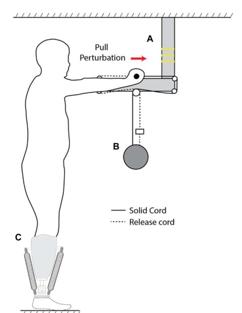 Neural prosthesis control restores near-normative neuromechanics in standing postural control Figure 1