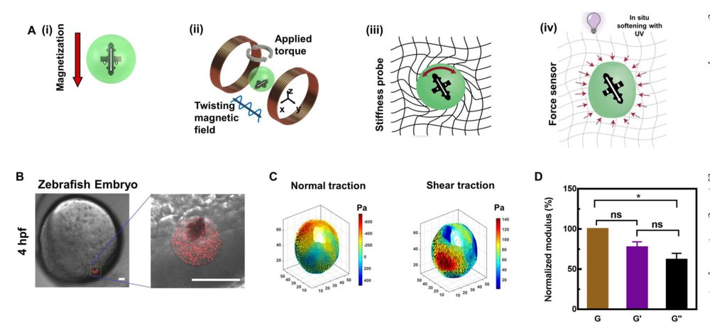 Robotic probes at the cell scale Figure 1