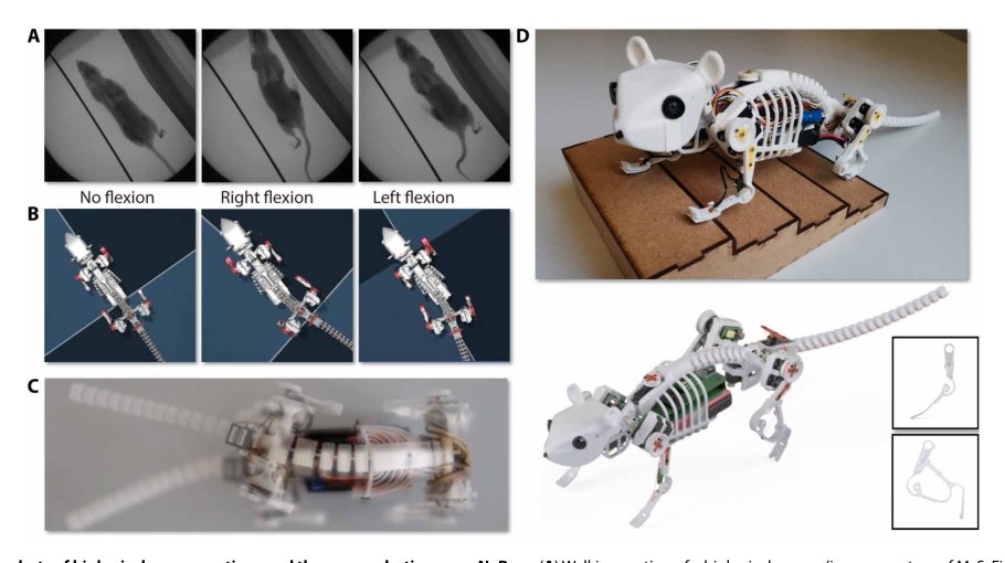 Lateral flexion of a compliant spine improves motor performance in a bioinspired mouse robot Figure 1