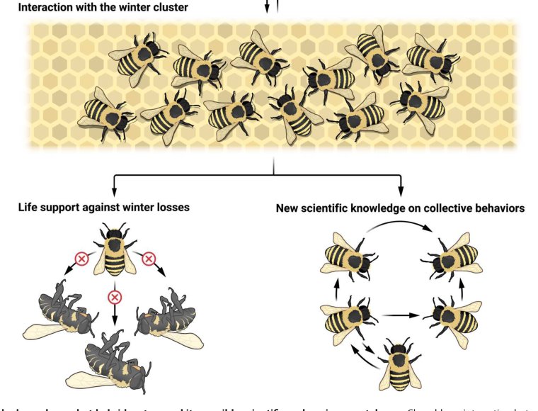 The beehive of the future is a robot socially interacting with honeybees Figure 1