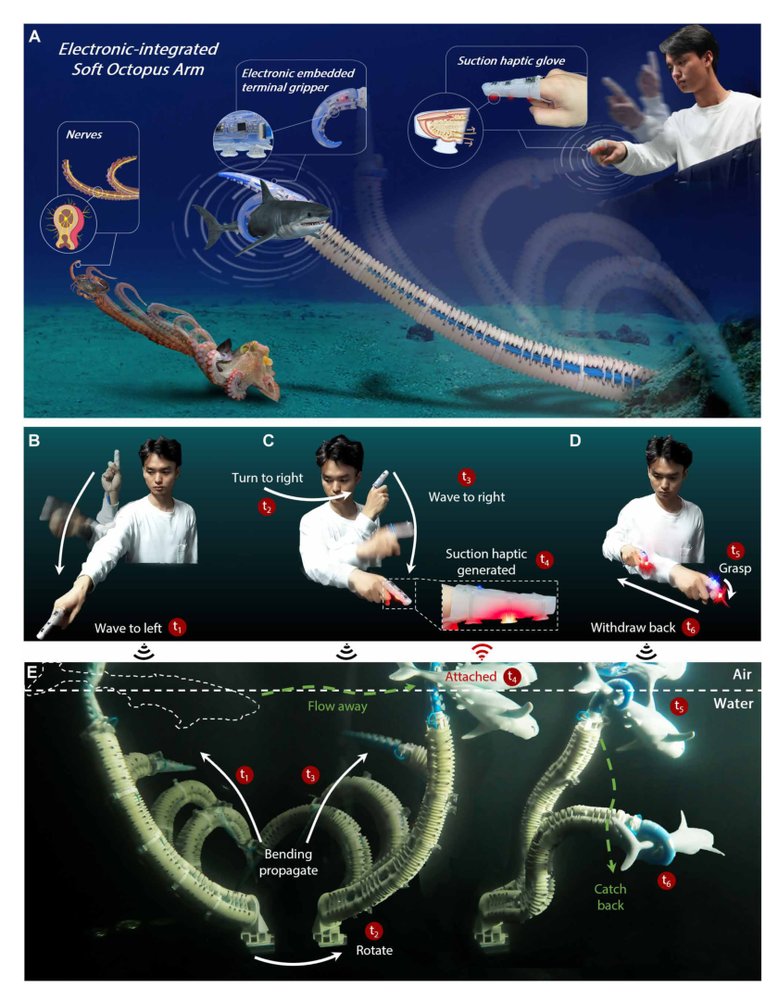 Octopus-inspired sensorized soft arm for environmental interaction Figure 1