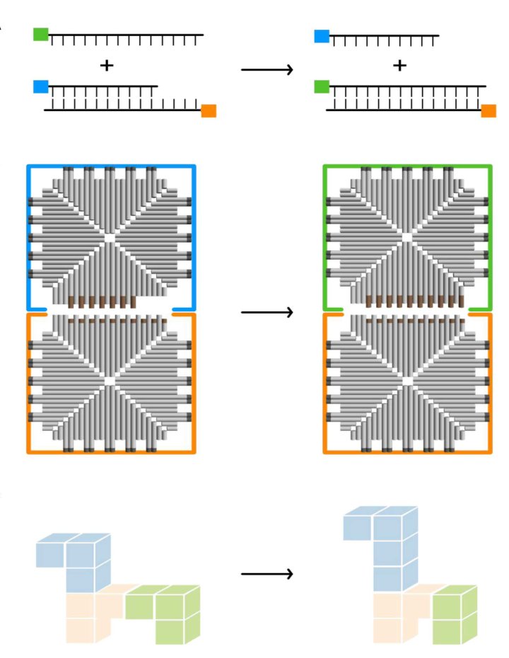 Reconfigurable self-assembled DNA devices Figure 1
