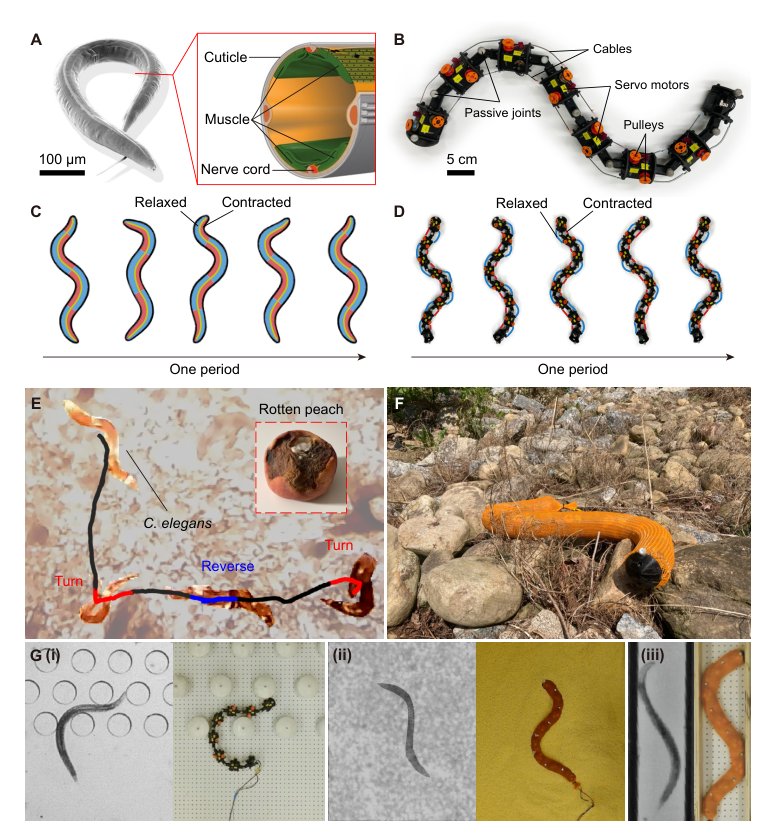 Mechanical intelligence simplifies control in terrestrial limbless locomotion Figure 1