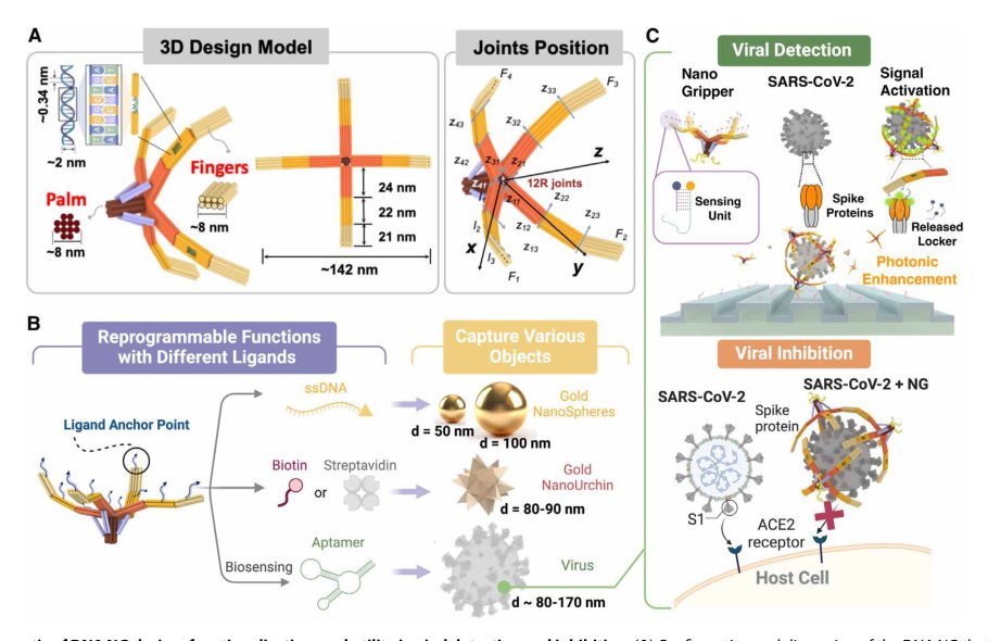 Bioinspired designer DNA NanoGripper for virus sensing and potential inhibition Figure 1