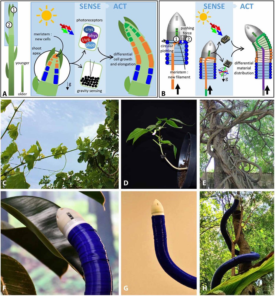 A growing soft robot with climbing plant–inspired adaptive behaviors for navigation in unstructured environments Figure 1