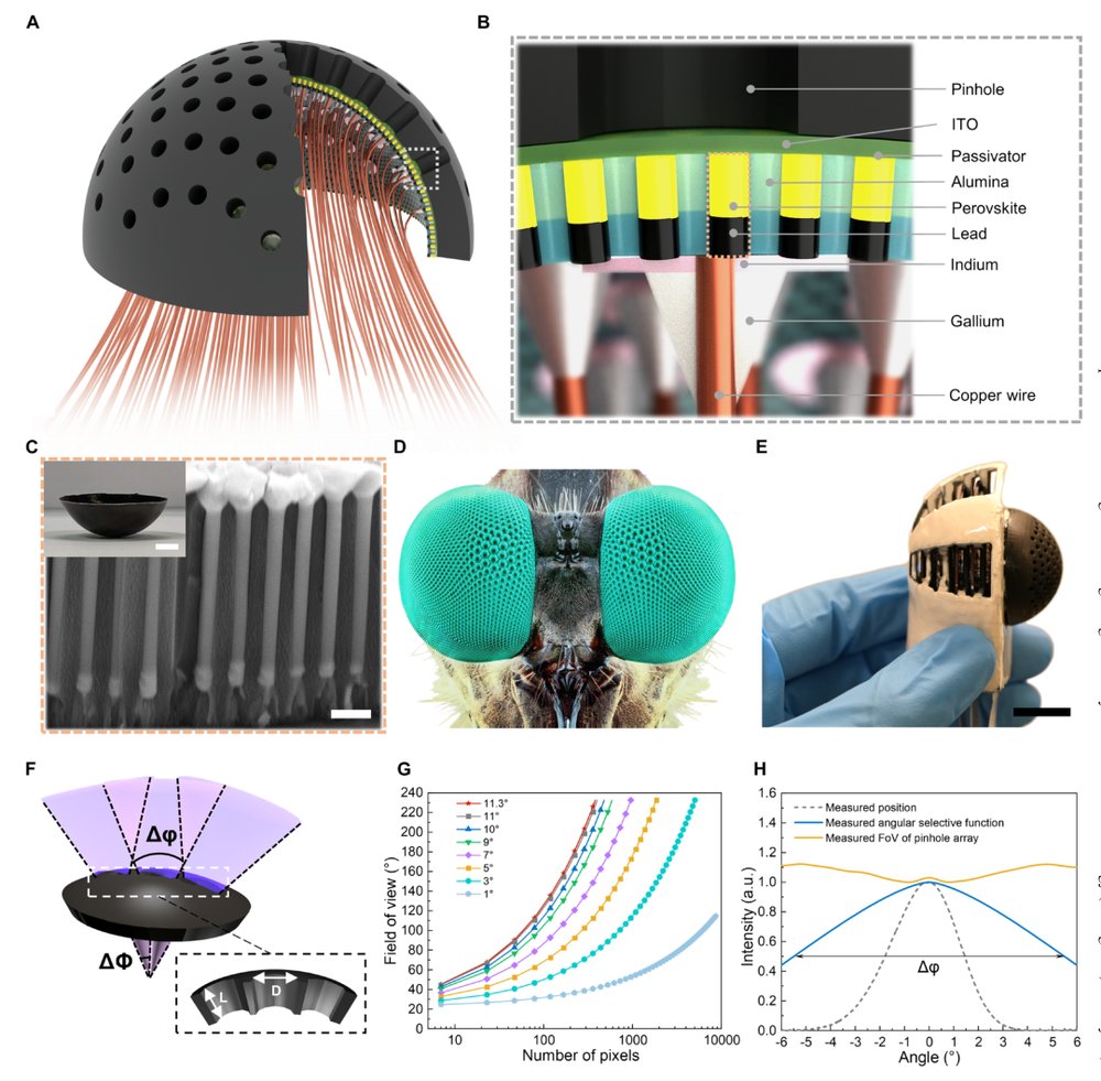 An ultrawide field-of-view pinhole compound eye using hemispherical nanowire array for robot vision Figure 1