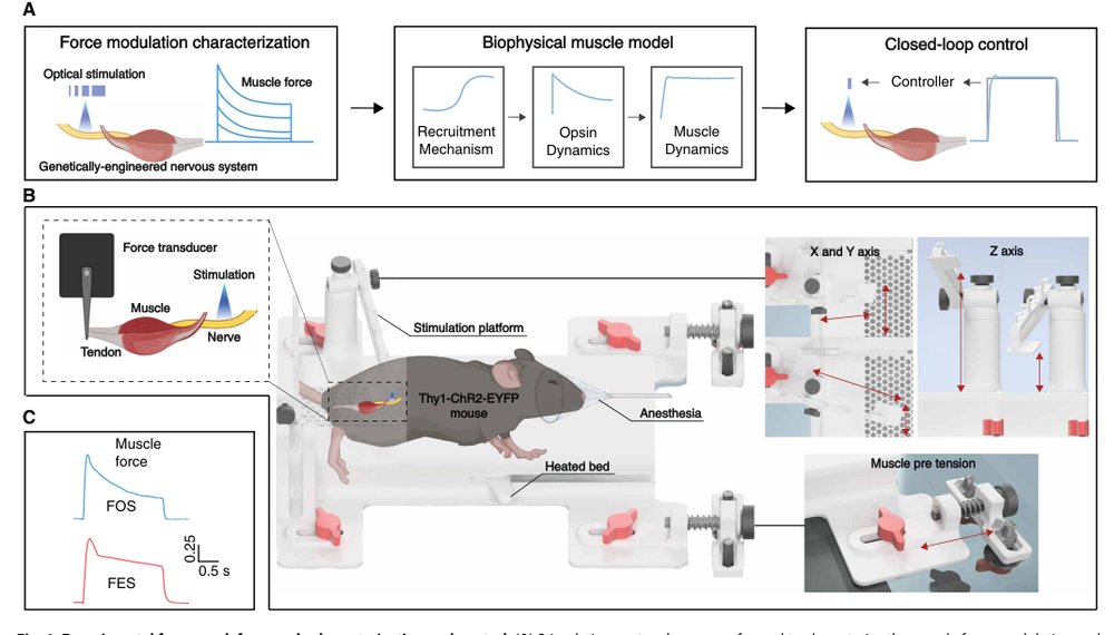 Closed-loop optogenetic neuromodulation enables high-fidelity fatigue-resistant muscle control Figure 1