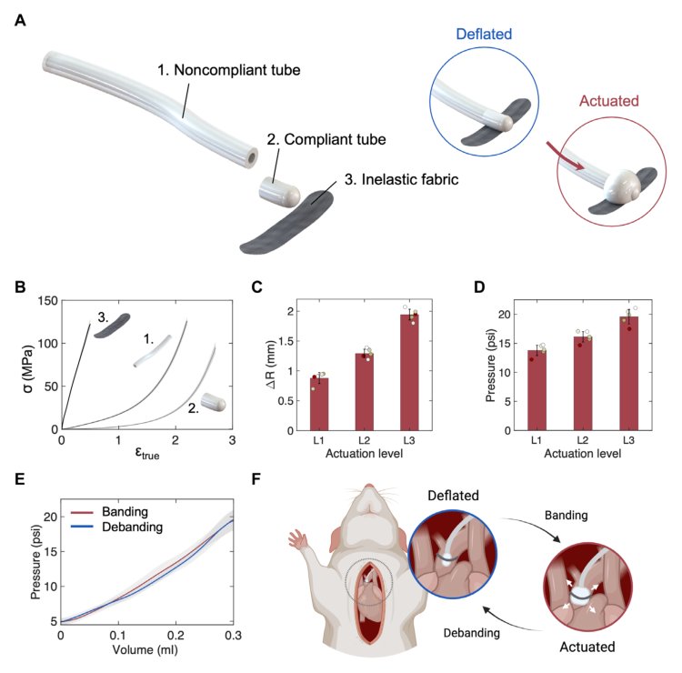 Soft robotic platform for progressive and reversible aortic constriction in a small-animal model Figure 1