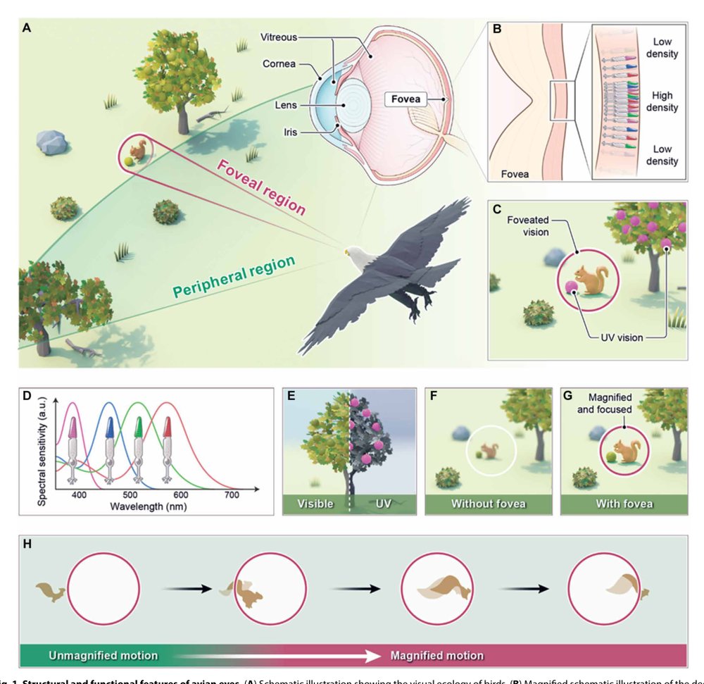 Avian eye–inspired perovskite artificial vision system for foveated and multispectral imaging Figure 1