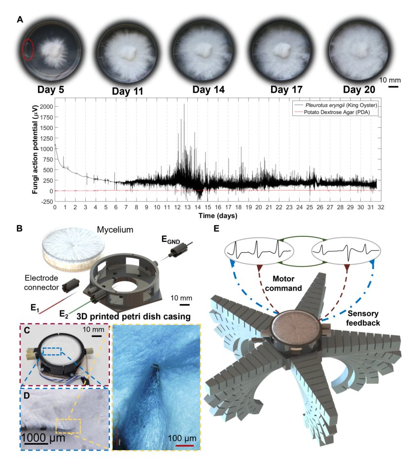 Sensorimotor control of robots mediated by electrophysiological measurements of fungal mycelia Figure 1