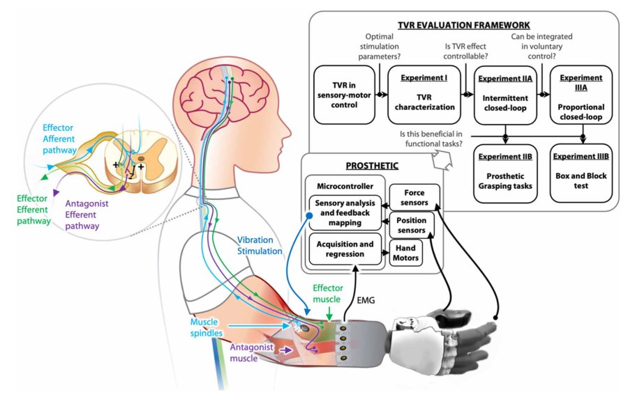 Excitation of natural spinal reflex loops in the sensory-motor control of hand prostheses Figure 1