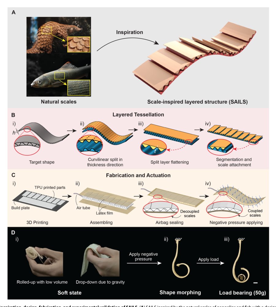 Scale-inspired programmable robotic structures with concurrent shape morphing and stiffness variation Figure 1