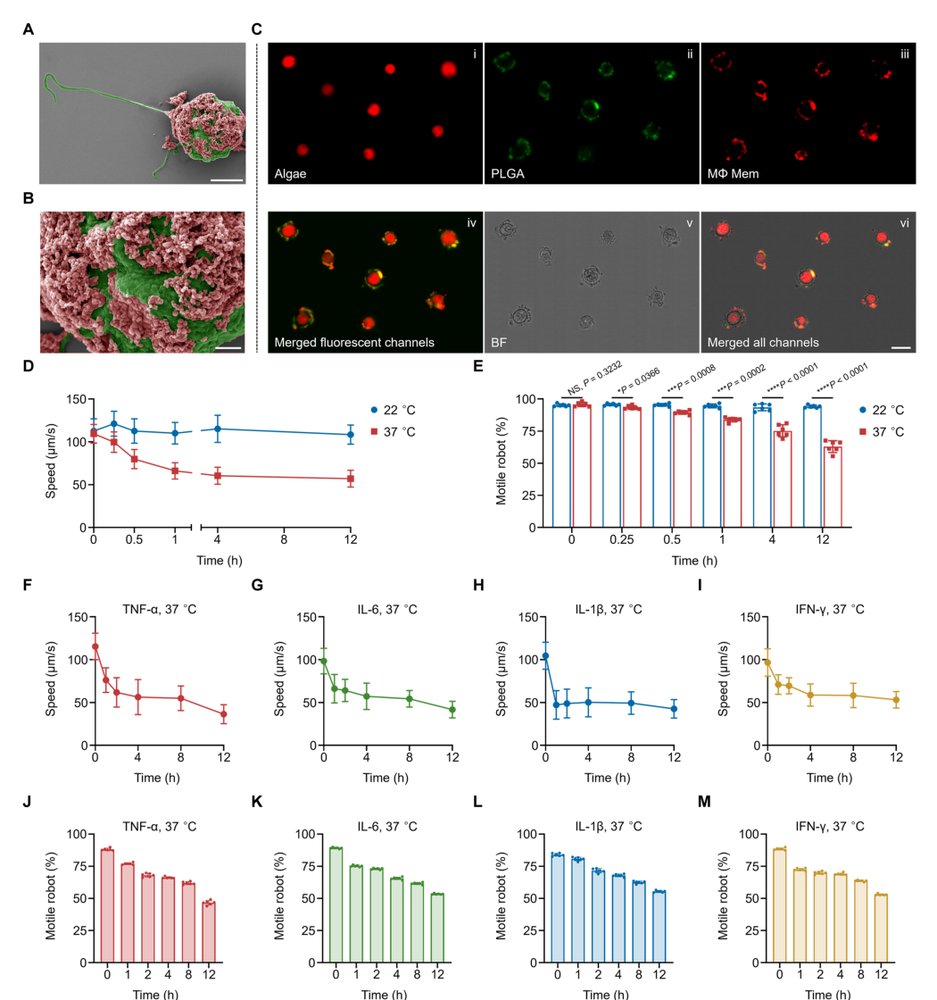 Biohybrid microrobots regulate colonic cytokines and the epithelium barrier in inflammatory bowel disease Figure 1
