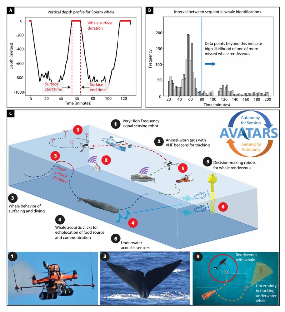Reinforcement learning–based framework for whale rendezvous via autonomous sensing robots Figure 1