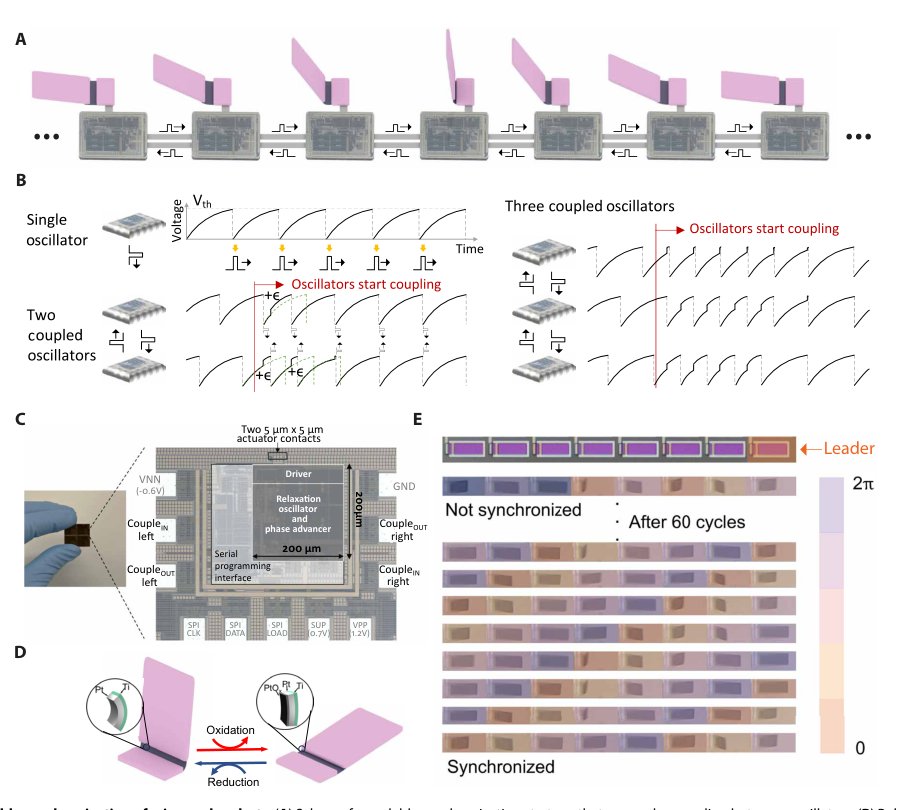 Coordinated behavior of autonomous microscopic machines through local electronic pulse coupling Figure 1