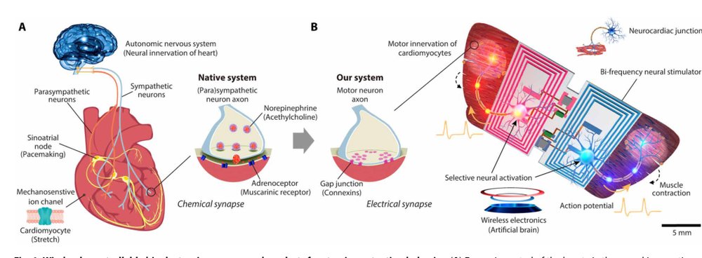 Wirelessly steerable bioelectronic neuromuscular robots adapting neurocardiac junctions Figure 1
