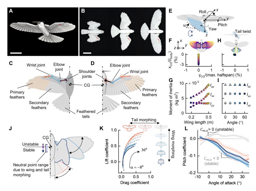 A twist of the tail in turning maneuvers of bird-inspired drones Figure 1