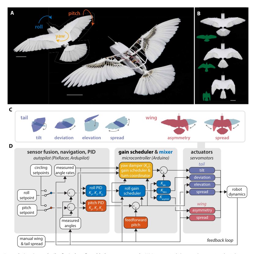 Bird-inspired reflexive morphing enables rudderless flight Figure 1
