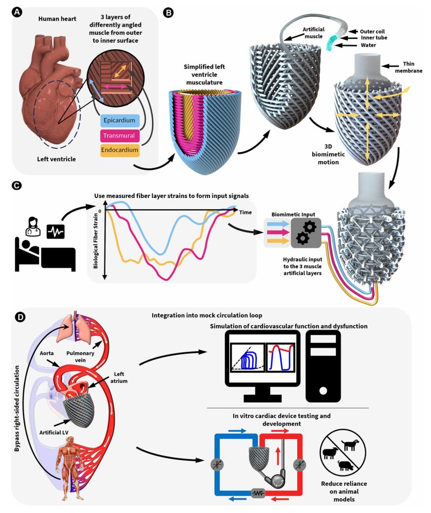 Soft robotic artificial left ventricle simulator capable of reproducing myocardial biomechanics Figure 1
