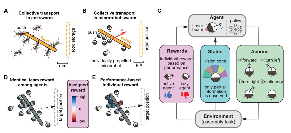 Counterfactual rewards promote collective transport using individually controlled swarm microrobots Figure 1