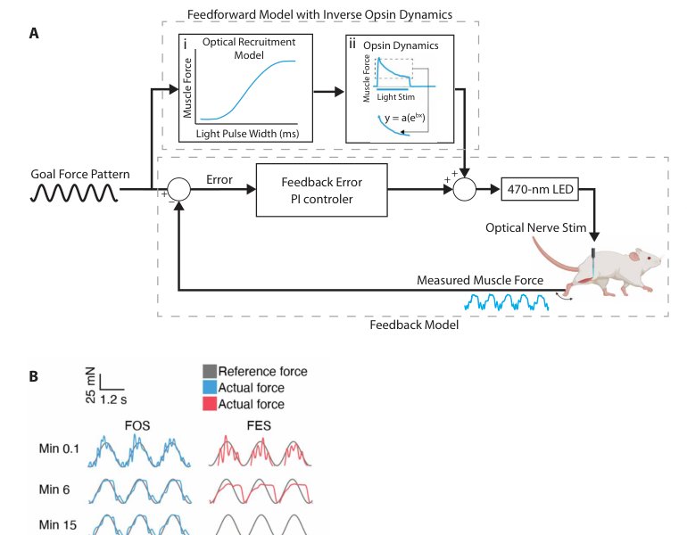 A guiding light for stimulating paralyzed muscles Figure 1