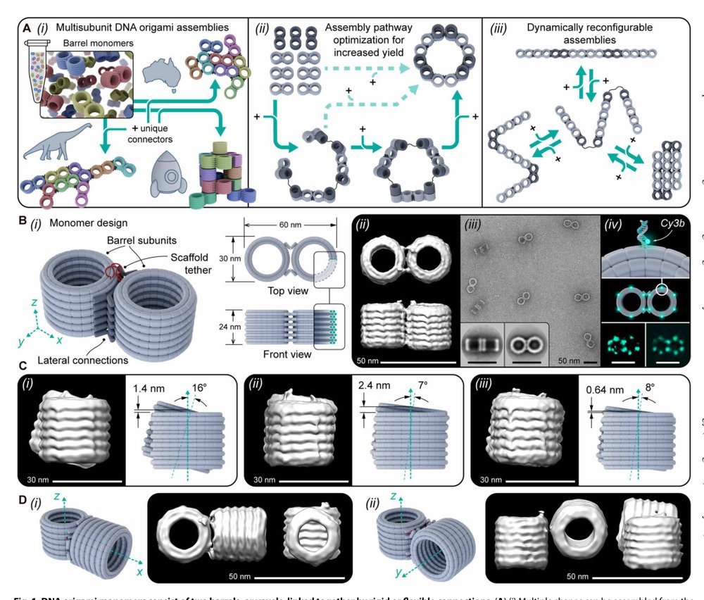 Reconfigurable nanomaterials folded from multicomponent chains of DNA origami voxels Figure 1