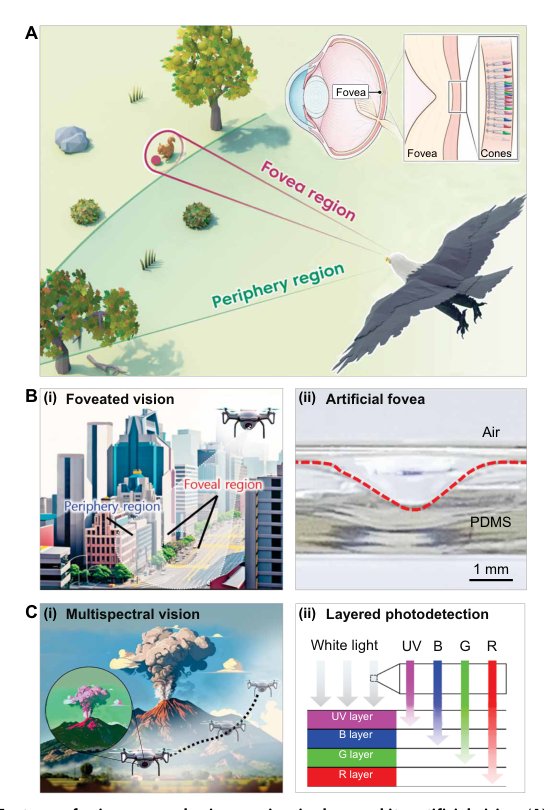 Avian eye–inspired artificial vision takes a step forward Figure 1