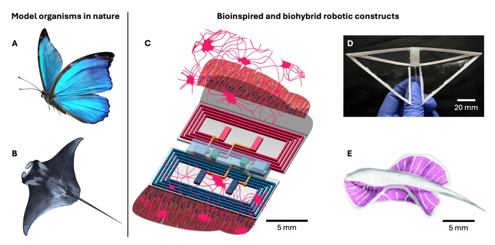 Float like a butterfly, swim like a biohybrid neuromuscular robot Figure 1