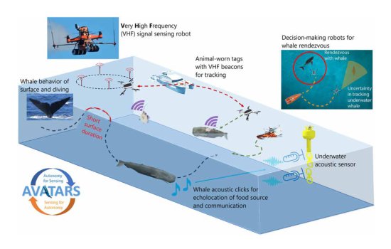 AI-driven aerial robots advance whale research Figure 1