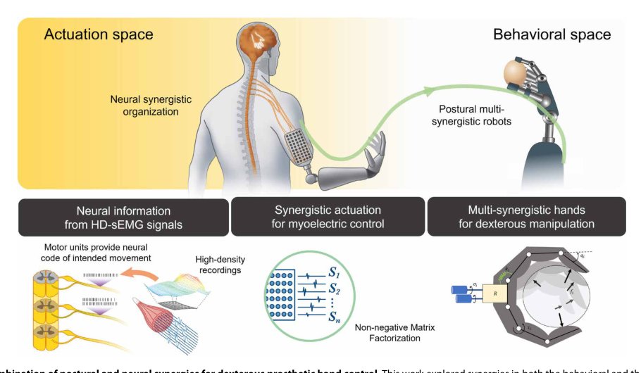 Merging motoneuron and postural synergies in prosthetic hand design for natural bionic interfacing Figure 1