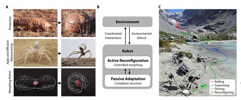 Robotic locomotion through active and passive morphological adaptation in extreme outdoor environments Figure 1