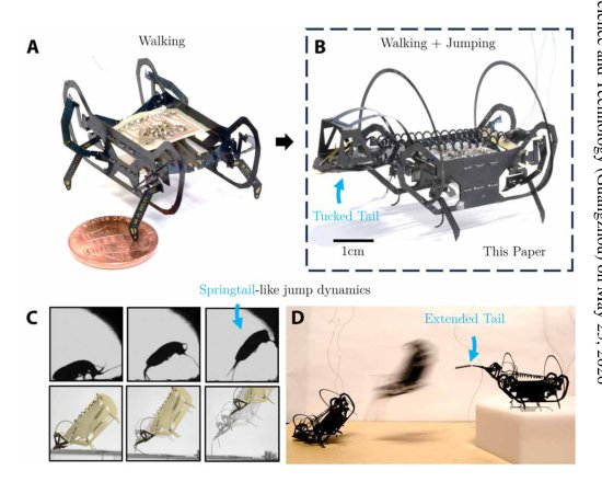 A springtail-inspired multimodal walking-jumping microrobot Figure 1