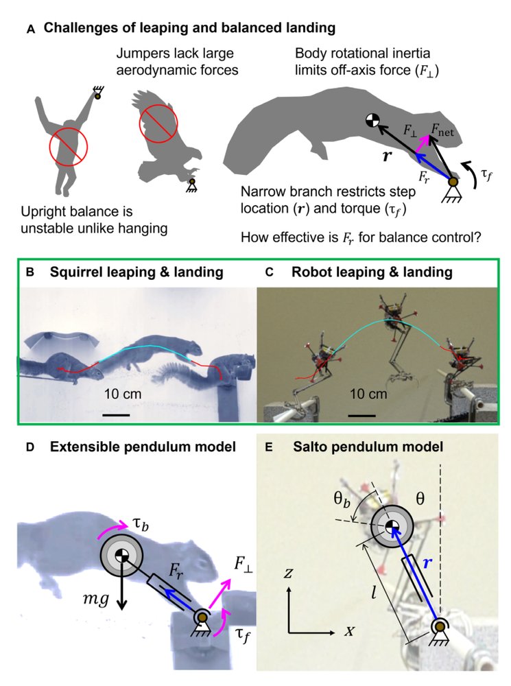 Monopedal robot branch-to-branch leaping and landing inspired by squirrel balance control Figure 1