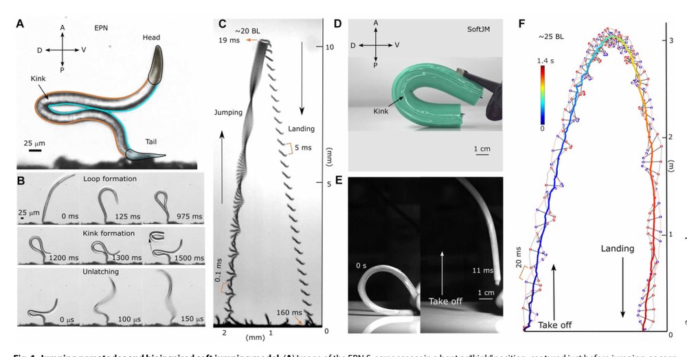 Reversible kink instability drives ultrafast jumping in nematodes and soft robots Figure 1