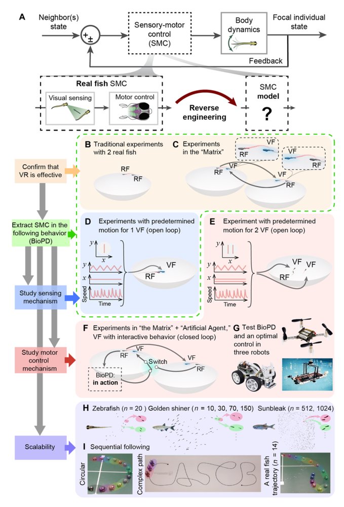 Reverse engineering the control law for schooling in zebrafish using virtual reality Figure 1