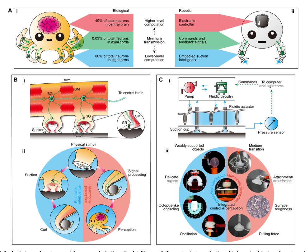 Embodying soft robots with octopus-inspired hierarchical suction intelligence Figure 1