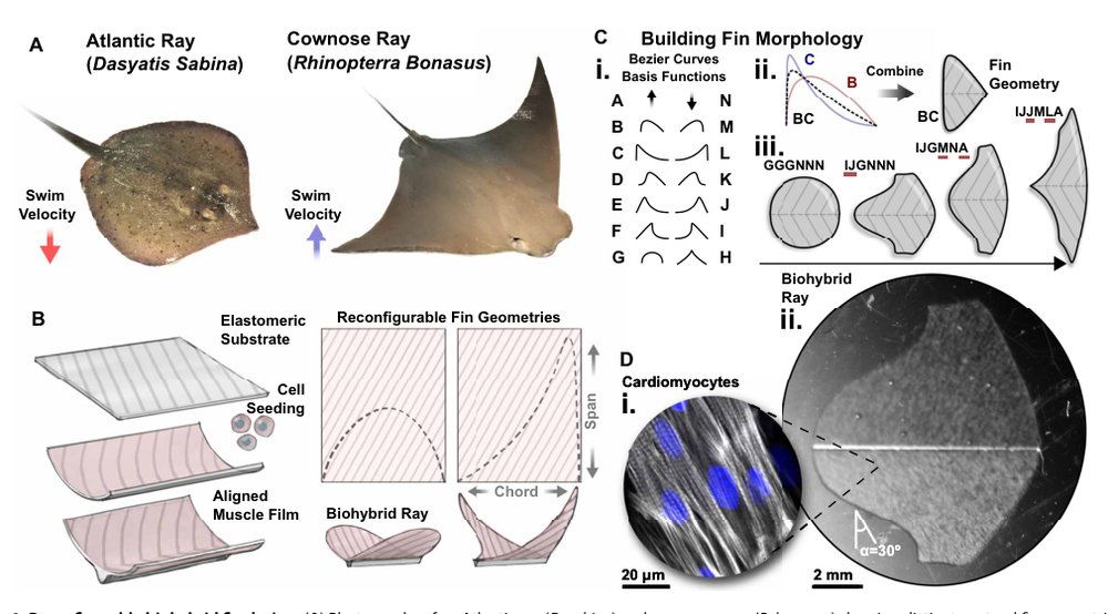 Bioinspired design of a tissue-engineered ray with machine learning Figure 1