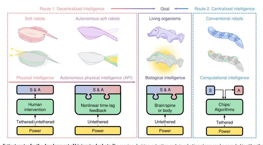 Advancing physical intelligence for autonomous soft robots Figure 1