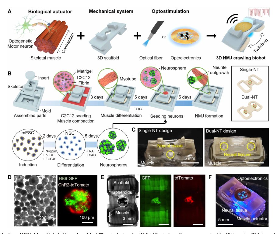 Optogenetic neuromuscular actuation of a miniature electronic biohybrid robot Figure 1