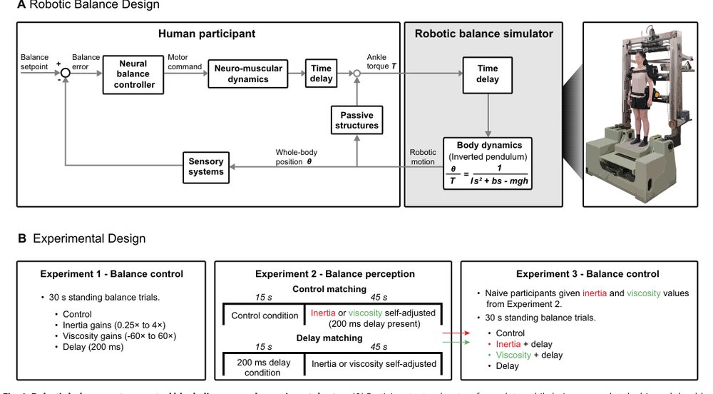 Robotic manipulation of human bipedalism reveals overlapping internal representations of space and time Figure 1