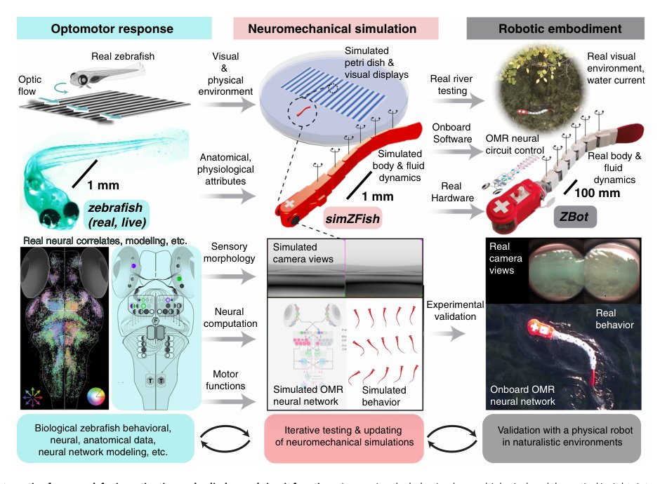 Artificial embodied circuits uncover neural architectures of vertebrate visuomotor behaviors Figure 1