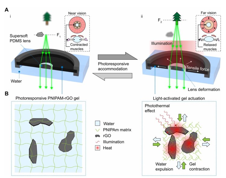 Bioinspired photoresponsive soft robotic lens Figure 1