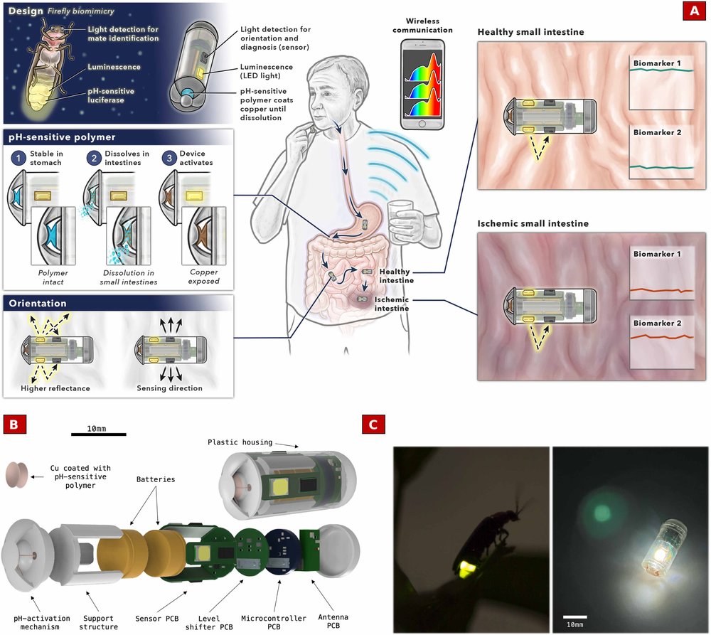 An ingestible capsule for luminance-based diagnosis of mesenteric ischemia Figure 1